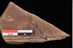 Foto (Detailansicht) von Glyptostrobus ungeri Heer (NHMW-GEO-2024-0188-0181)
